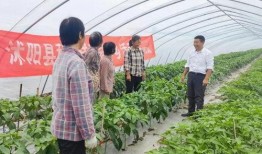 沭阳吃瓜事件进展,最新进展揭秘，真相逐步浮出水面