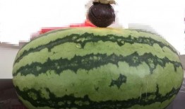 大家去哪里吃瓜,共享吃瓜乐趣