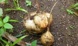 喜欢吃土瓜,探寻舌尖上的独特风味