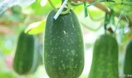 拾月吃瓜,揭秘娱乐圈幕后故事