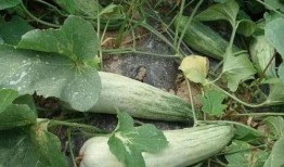 脆酥瓜怎么吃,解锁夏日清新美味