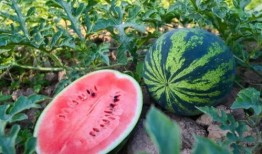 楮富荣吃瓜,揭秘娱乐圈幕后故事