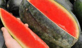 到家吃瓜的,揭秘网络热词背后的趣味与思考