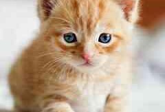 好奇猫吃瓜,揭秘娱乐圈那些不为人知的幕后故事