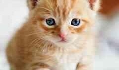 好奇猫吃瓜,揭秘娱乐圈那些不为人知的幕后故事