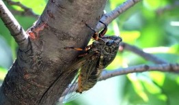 吃瓜小熊蝉女,揭秘校园里的甜蜜烦恼