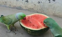 鹦鹉可以吃洋瓜吗,洋瓜是否适合作为鹦鹉的美食？