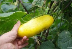 吃瓜不忘阿瓜人什么意思,揭秘网络流行语的魅力与影响