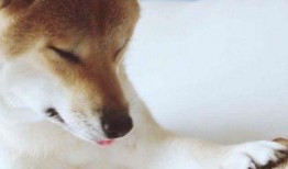 猫狗情侣头像吃瓜,揭秘宠物界的甜蜜爱情故事