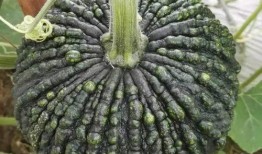 鳄鱼吃瓜头像,揭秘动物界的“美食家”