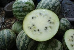 东方小密瓜怎么吃,东方小密瓜的多样食法探索