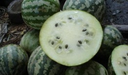 东方小密瓜怎么吃,东方小密瓜的多样食法探索