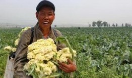 赤城县吃瓜,瓜果飘香，品味田园生活新篇章