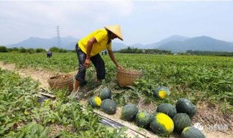 吃瓜吆喝声,吃瓜吆喝声中的市井百态