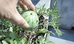 搂瓜怎么吃,多样吃法，尽享健康生活