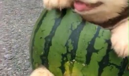 小狗可以吃小瓜嘛,小瓜是否适合作为狗狗的美食？