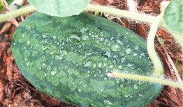 莆田主播吃瓜,揭秘网络热点背后的真相