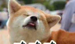 吃瓜变成吃狗头的表情包,表情包新潮流