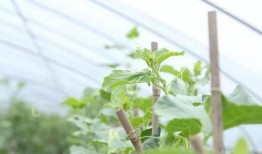 吃瓜不忘阿瓜人什么意思,揭秘网络流行语的魅力与影响