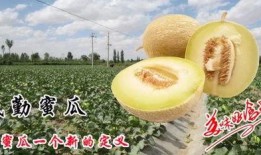 民勤农民吃蜜瓜,甜蜜滋味背后的农民故事