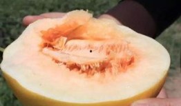 睡前吃半个蜜瓜,睡前蜜瓜助眠小秘诀