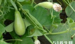 长期吃瓜图片,揭秘长期吃瓜者的生活画卷