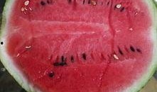 6月温州吃瓜,一场别开生面的“吃瓜”盛宴