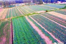 吃瓜群众吴大爷,揭秘娱乐圈那些事儿