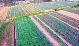 吃瓜群众吴大爷,揭秘娱乐圈那些事儿