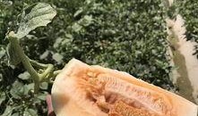 绿洲世界吃瓜地方