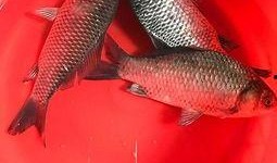 鲫瓜怎么吃,鲫鱼瓜的多样美味烹饪方法解析