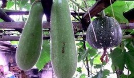 煮着吃的瓜叫什么瓜,煮食佳肴——探寻煮着吃的瓜之美