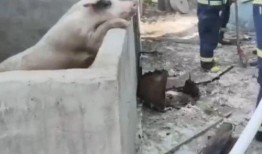 吃瓜不分物种,物种界限不再，共享欢乐时光