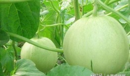 吃瓜表情瓜甜不,瓜甜与否，尽在一笑之间