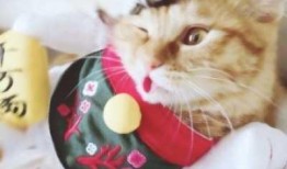 猫狗情侣头像吃瓜,揭秘宠物界的甜蜜爱情故事