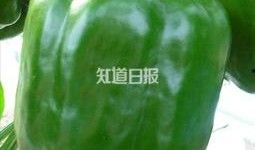 带你吃瓜新奇葩设计,趣味与创意的完美融合