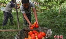 苗族民族吃瓜,瓜果飘香中的民族美食之旅