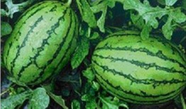 哪里可以看吃瓜,揭秘幕后热点背后的真相