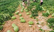 绿洲世界吃瓜地方