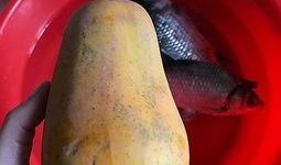 鲫瓜怎么吃,鲫鱼瓜的多样美味烹饪方法解析