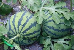 西瓜的西吃瓜,夏日消暑美食之旅