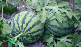 西瓜的西吃瓜,夏日消暑美食之旅