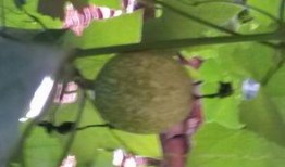 搂瓜怎么吃,多样吃法，尽享健康生活