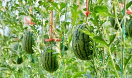 吃瓜接人,揭秘娱乐圈背后的酸甜苦辣