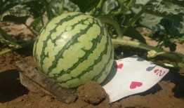 大家去哪里吃瓜,共享吃瓜乐趣