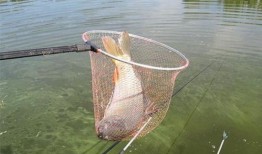 鱼耳直播吃瓜,一场别开生面的吃瓜盛宴