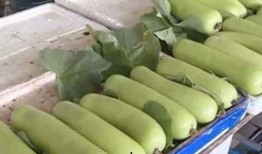 四人pk 吃瓜,吃瓜群众见证历史性对决