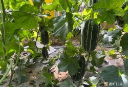 崇信新窑吃瓜,探寻瓜果飘香的田园风光