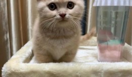 猫舍吃瓜,揭秘猫咪们的欢乐时光