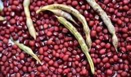 吃红豆可以吃八角瓜吗,健康搭配的饮食新主张